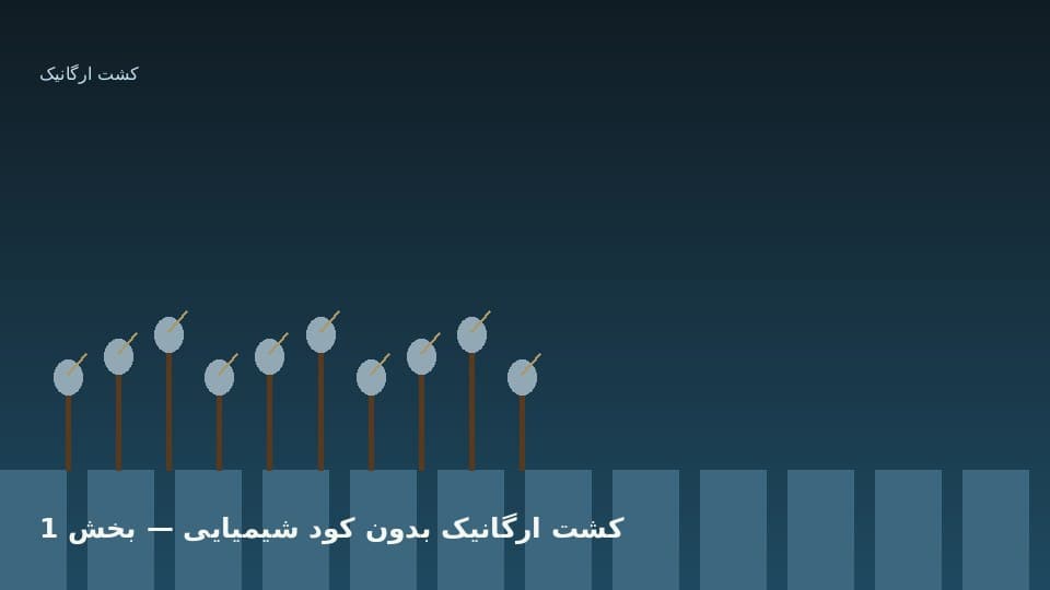 چرا کشاورزان به سمت برنج بدون کود شیمیایی می‌روند؟